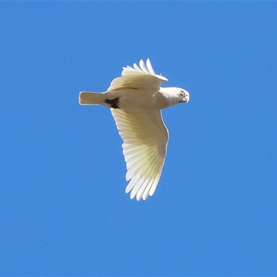 Cacatua sanguinea (Little Corella) at Winton North, VIC - 24 Aug 2025 by KylieWaldon