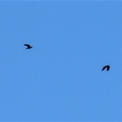 Corvus mellori (Little Raven) at Winton North, VIC - 24 Aug 2025 by KylieWaldon