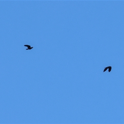 Corvus mellori (Little Raven) at Winton North, VIC - 24 Aug 2025 by KylieWaldon
