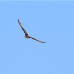 Falco berigora (Brown Falcon) at Winton North, VIC - 24 Aug 2025 by KylieWaldon