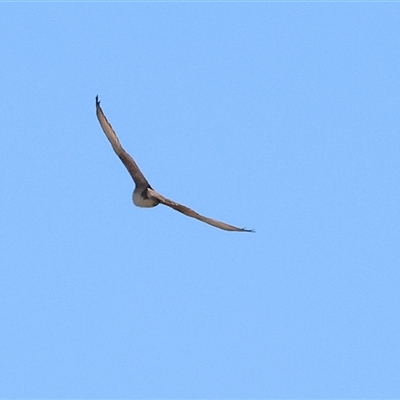 Falco berigora (Brown Falcon) at Winton North, VIC - 24 Aug 2025 by KylieWaldon