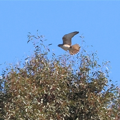 Falco berigora (Brown Falcon) at Winton North, VIC - 24 Aug 2025 by KylieWaldon