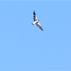 Gymnorhina tibicen (Australian Magpie) at Winton North, VIC - 24 Aug 2025 by KylieWaldon
