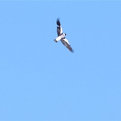 Gymnorhina tibicen (Australian Magpie) at Winton North, VIC - 24 Aug 2025 by KylieWaldon