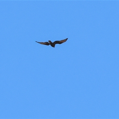 Unverified Bird of prey at Chesney Vale, VIC - 24 Aug 2025 by KylieWaldon