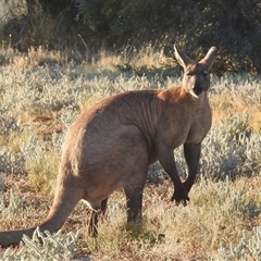Osphranter robustus erubescens (Euro, Common Wallaroo) at Opalton, QLD - 24 Aug 2025 by HelenCross