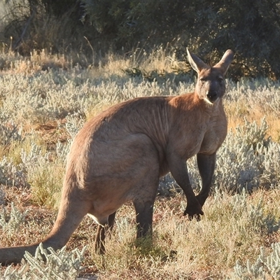 Osphranter robustus erubescens (Euro, Common Wallaroo) at Opalton, QLD - 24 Aug 2025 by HelenCross