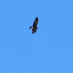 Aquila audax (Wedge-tailed Eagle) at Winton North, VIC - 24 Aug 2025 by KylieWaldon