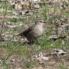 Climacteris picumnus victoriae (Brown Treecreeper) by KylieWaldon