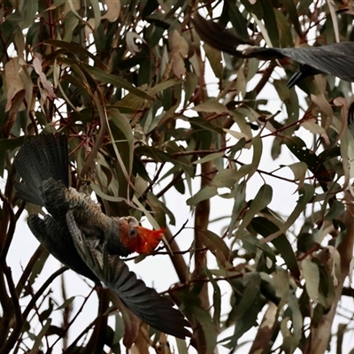 Callocephalon fimbriatum (Gang-gang Cockatoo) at Hughes, ACT - 24 Aug 2025 by LisaH