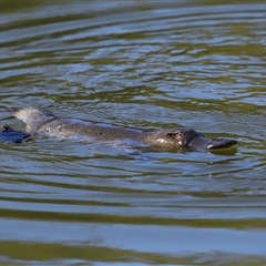 Ornithorhynchus anatinus (Platypus) at Kambah, ACT - 19 Aug 2025 by TimL