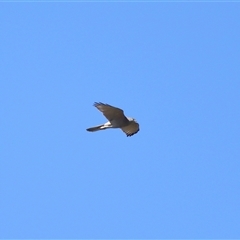 Tachyspiza fasciata (Brown Goshawk) at Paddys River, ACT - 19 Aug 2025 by TimL