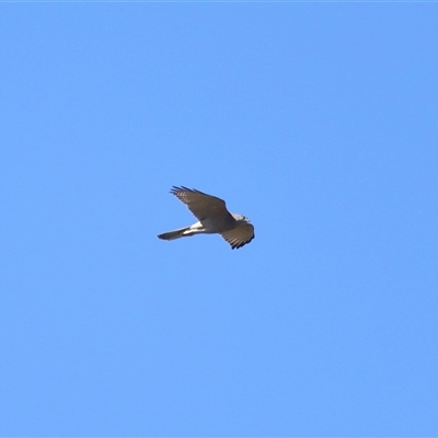 Tachyspiza fasciata (Brown Goshawk) at Paddys River, ACT - 19 Aug 2025 by TimL