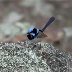 Malurus cyaneus (Superb Fairywren) at Belconnen, ACT - 20 Aug 2025 by TimL
