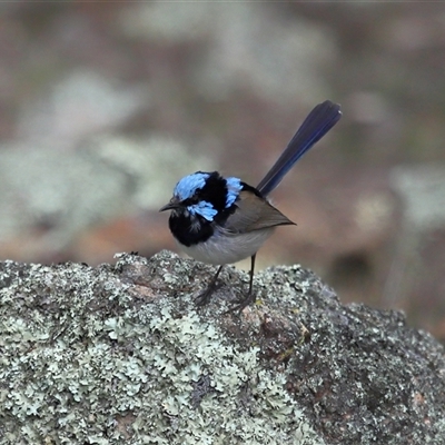 Malurus cyaneus (Superb Fairywren) at Belconnen, ACT - 20 Aug 2025 by TimL