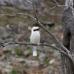 Dacelo novaeguineae (Laughing Kookaburra) at Strathnairn, ACT - 20 Aug 2025 by TimL