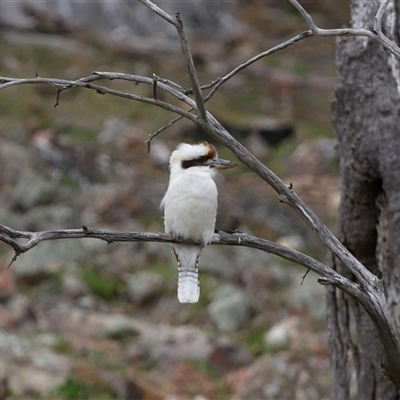 Dacelo novaeguineae (Laughing Kookaburra) at Strathnairn, ACT - 20 Aug 2025 by TimL