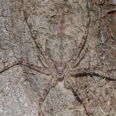 Tamopsis sp. (genus) (Two-tailed spider) at Acton, ACT - 24 Aug 2025 by TimL