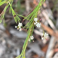 Unverified Other Shrub at Lakesland, NSW - 18 Aug 2025 by JaneR