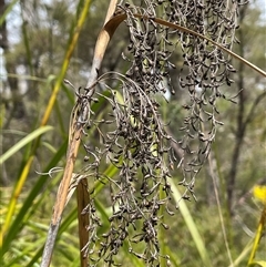 Gahnia clarkei (Tall Saw Sedge) at Lakesland, NSW - 18 Aug 2025 by JaneR