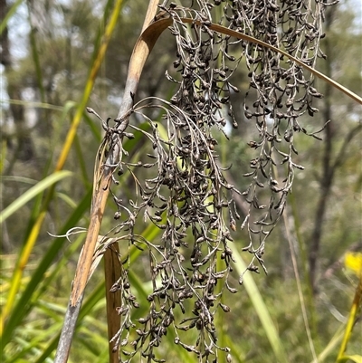 Gahnia clarkei (Tall Saw Sedge) at Lakesland, NSW - 18 Aug 2025 by JaneR