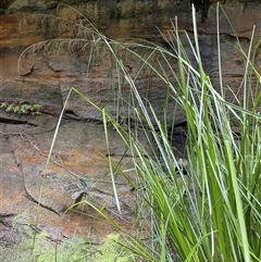 Gahnia (genus) at Hill Top, NSW - 18 Aug 2025 by JaneR
