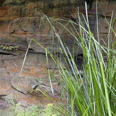 Gahnia (genus) at Hill Top, NSW - 18 Aug 2025 by JaneR
