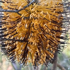 Banksia spinulosa (Hairpin Banksia) at Lower Borough, NSW - 22 May 2024 by JaneR