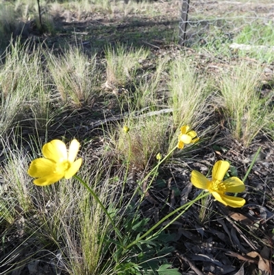 Ranunculus lappaceus (Australian Buttercup) at Ballyroe, NSW - 12 Oct 2018 by TwoRivers