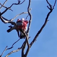 Eolophus roseicapilla (Galah) at O'Malley, ACT - 25 Aug 2025 by Mike