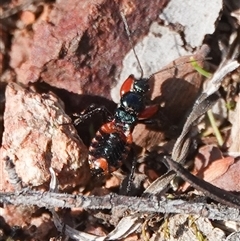 Ectomocoris ornatus (A ground assassin bug) at Hall, ACT - 24 Aug 2025 by Anna123