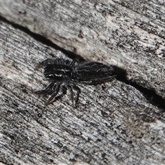 Holoplatys sp. (genus) (Unidentified Holoplatys jumping spider) at Hall, ACT - 24 Aug 2025 by Anna123