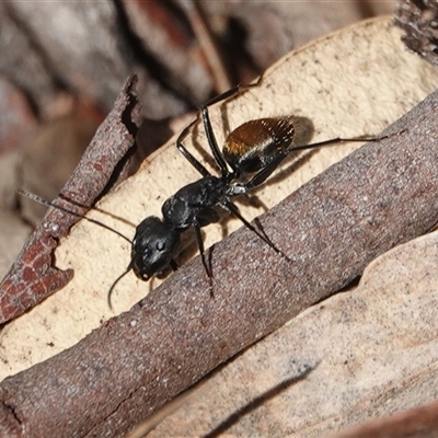 Camponotus aeneopilosus (A Golden-tailed sugar ant) at Hall, ACT - 24 Aug 2025 by Anna123