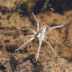 Pisauridae (family) (Water spider) at Hall, ACT - 24 Aug 2025 by Anna123