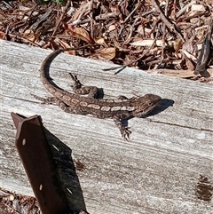 Amphibolurus muricatus (Jacky Lizard) at Jamberoo, NSW - 25 Aug 2025 by plants
