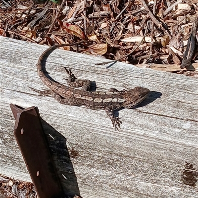 Amphibolurus muricatus (Jacky Lizard) at Jamberoo, NSW - 25 Aug 2025 by plants