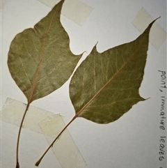 Brachychiton populneus subsp. populneus at Ballyroe, NSW - suppressed