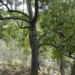 Brachychiton populneus subsp. populneus at Ballyroe, NSW - suppressed