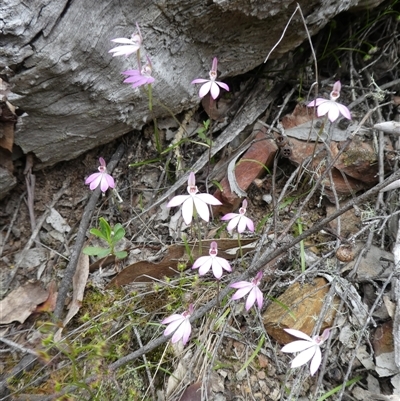 Caladenia carnea (Pink Fingers) at Ballyroe, NSW - 12 Oct 2018 by TwoRivers