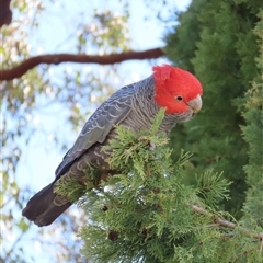 Callocephalon fimbriatum (Gang-gang Cockatoo) at Aranda, ACT - 25 Aug 2025 by lbradley