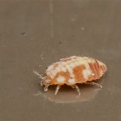 Unverified Primitive insect at Acton, ACT - 25 Aug 2025 by Roger