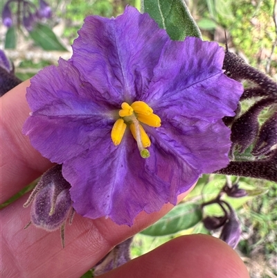 Solanum celatum at Kangaroo Valley, NSW - 23 Aug 2025 by lbradley