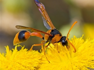 Delta bicinctum (Potter wasp) at Yarralumla, ACT - 6 Jan 2025 by Debbie05