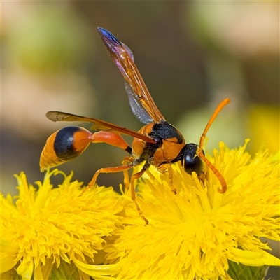 Delta bicinctum (Potter wasp) at Yarralumla, ACT - 6 Jan 2025 by Debbie05