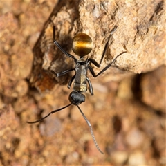 Polyrhachis ammon (Golden-spined Ant, Golden Ant) at Strathnairn, ACT - 25 Aug 2025 by Debbie05