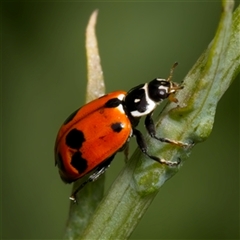 Hippodamia variegata (Spotted Amber Ladybird) at Yarralumla, ACT - 11 Dec 2023 by Debbie05