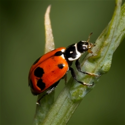 Hippodamia variegata (Spotted Amber Ladybird) at Yarralumla, ACT - 11 Dec 2023 by Debbie05