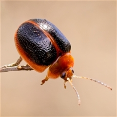 Dicranosterna immaculata (Acacia leaf beetle) at Yarralumla, ACT - 9 Jan 2025 by Debbie05
