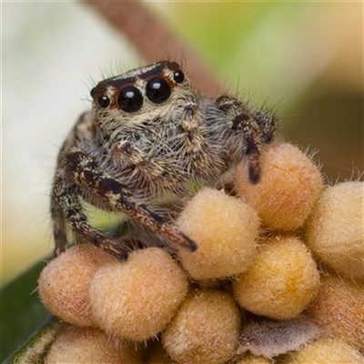 Opisthoncus serratofasciatus (Chevronned jumper) at Yarralumla, ACT - 13 Sep 2024 by Debbie05