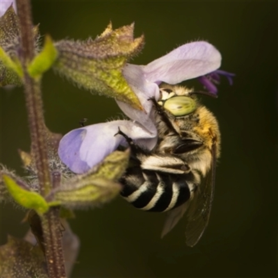 Amegilla (Zonamegilla) asserta (Blue Banded Bee) at  - suppressed by Debbie05